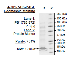 PB1 (BD6), Human Recombinant Protein, His-tag