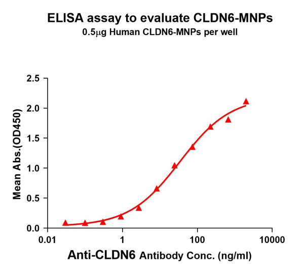 CLDN6 (human) full length protein -MNP