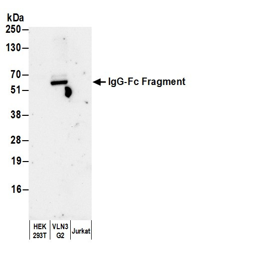 Anti-Human IgG-Fc Fragment cross-adsorbed, HRP conjugated