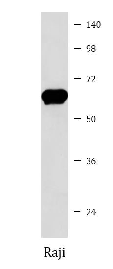 Anti-E2F4