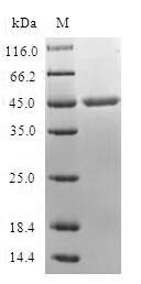 MARCKS-related protein (MARCKSL1), human, recombinant