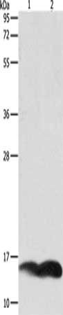 Anti-PFN1