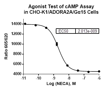CHO-K1/ADORA2A/Galpha15 Stable Cell Line
