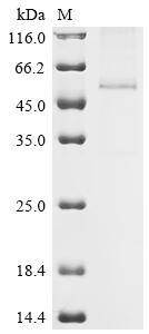 Multiple epidermal growth factor-like domains protein 6 (MEGF6), partial, recombinant human