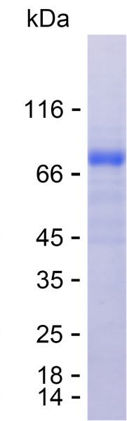 Recombinant Human CORIN Protein