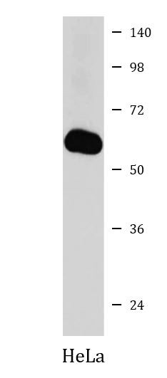 Anti-USP14