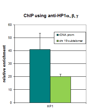 Anti-HP1alpha, beta and gamma