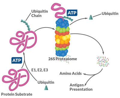 proteasome