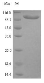 Clathrin interactor 1 (CLINT1), human, recombinant