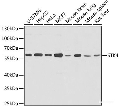Anti-STK4