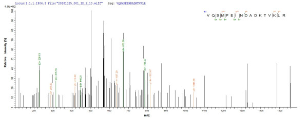 Outer membrane protein assembly factor BamA (BamA), partial, Escherichia coli, recombinant