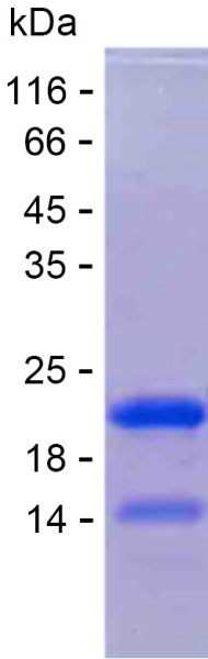 Recombinant Human C8orf74 Protein