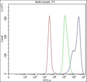 Anti-NF-kB p65 / RELA