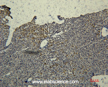 Anti-Transferrin, clone 2F2