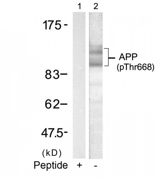 Anti-phospho-Amyloid Precursor Protein (Thr668)