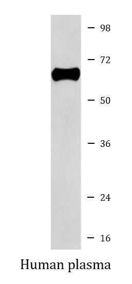 Anti-Factor IX