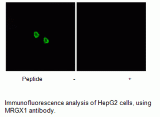 Anti-MRGX1