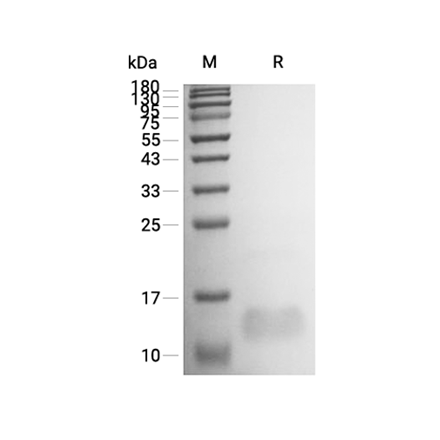Endocrine Gland Vascular Endothelial Growth Factor (EG-VEGF) Recombinant (Human)