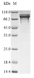 B-cell lymphoma 6 protein (BCL6), human, recombinant