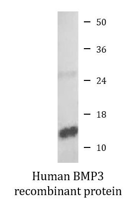 Human BMP3 recombinant protein (Active)