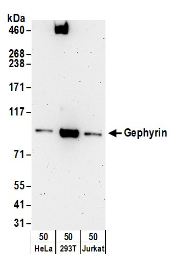 Anti-Gephyrin