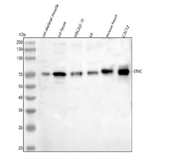 Anti-Syncoilin / Sync