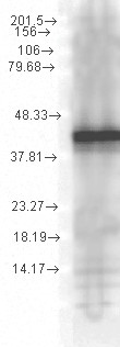 Anti-Hsp40, clone 1G10.H8