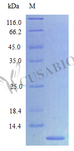 C-X-C motif chemokine 2 protein (Cxcl2), partial (Active), rat, recombinant