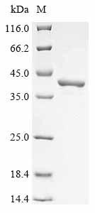 3-Hydroxyisobutyrate dehydrogenase, mitochondrial (HIBADH), human, recombinant