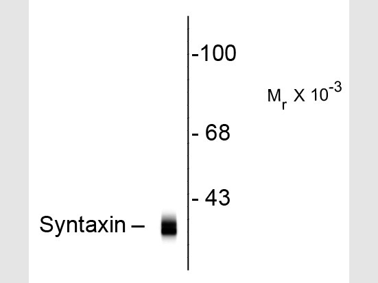 Anti-Syntaxin, clone SP8