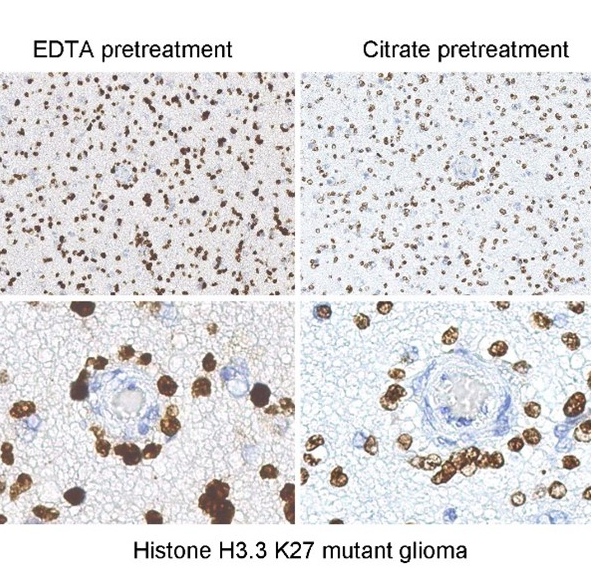 Anti-Histone H3 K27M (human), Rabbit Monoclonal (RM192) (Biotin)