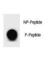 Anti-phospho-Bcl-2 (Thr56)