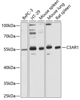 Anti-C3AR1