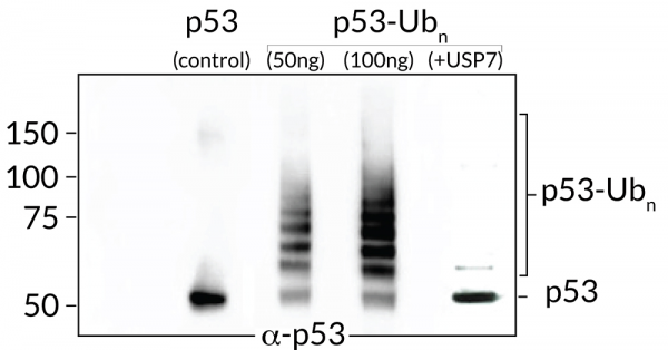 p53 (polyubiquitinated) (human) (rec.) (His)