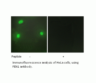 Anti-FEN1