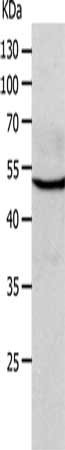 Anti-CHRNA10