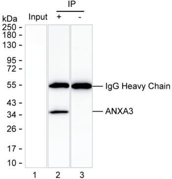 Anti-ANXA3