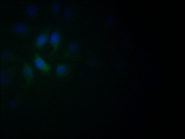Anti-NEUROD1 Recombinant Monoclonal, clone 5D2