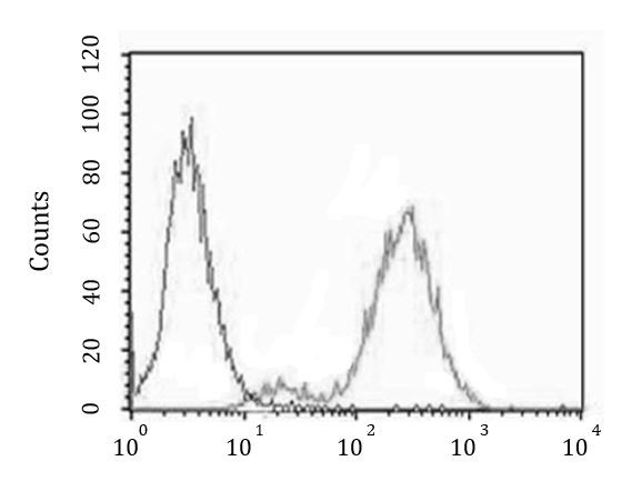 Anti-Cannabinoid Receptor 2