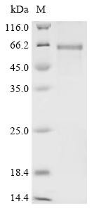 SPARC-related modular calcium-binding protein 2 (SMOC2), human, recombinant