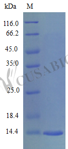 C-C motif chemokine 28 protein (Ccl28), partial (Active), mouse, recombinant