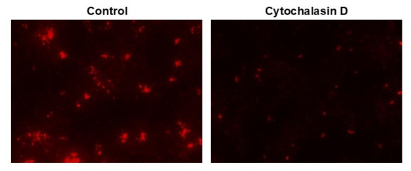 Protonex(TM) Red 600-E. coli Conjugate