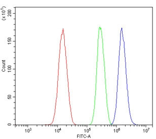 Anti-HIF-2 alpha