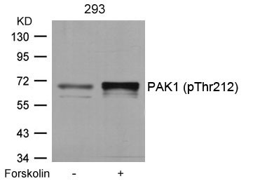 Anti-phospho-PAK1 (Thr212)