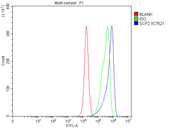 Anti-SCP2 / Sterol carrier protein 2