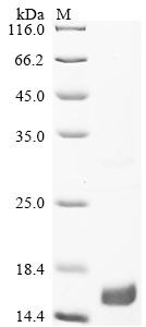 Bone morphogenetic protein 3B (GDF10), human, recombinant