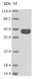 Outer membrane porin F (oprF), Pseudomonas aeruginosa, recombinant