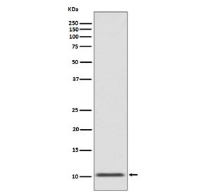 Anti-GLP-1 / Glucagon-like peptide 1, clone AOHH-7