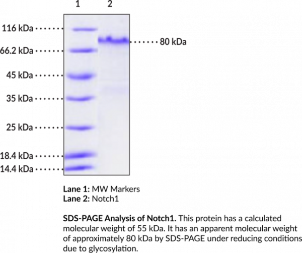 Anti-Notch1 (mouse, recombinant, aa 19-526)