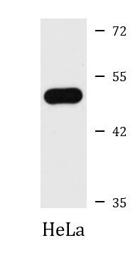 Anti-ARHGAP1